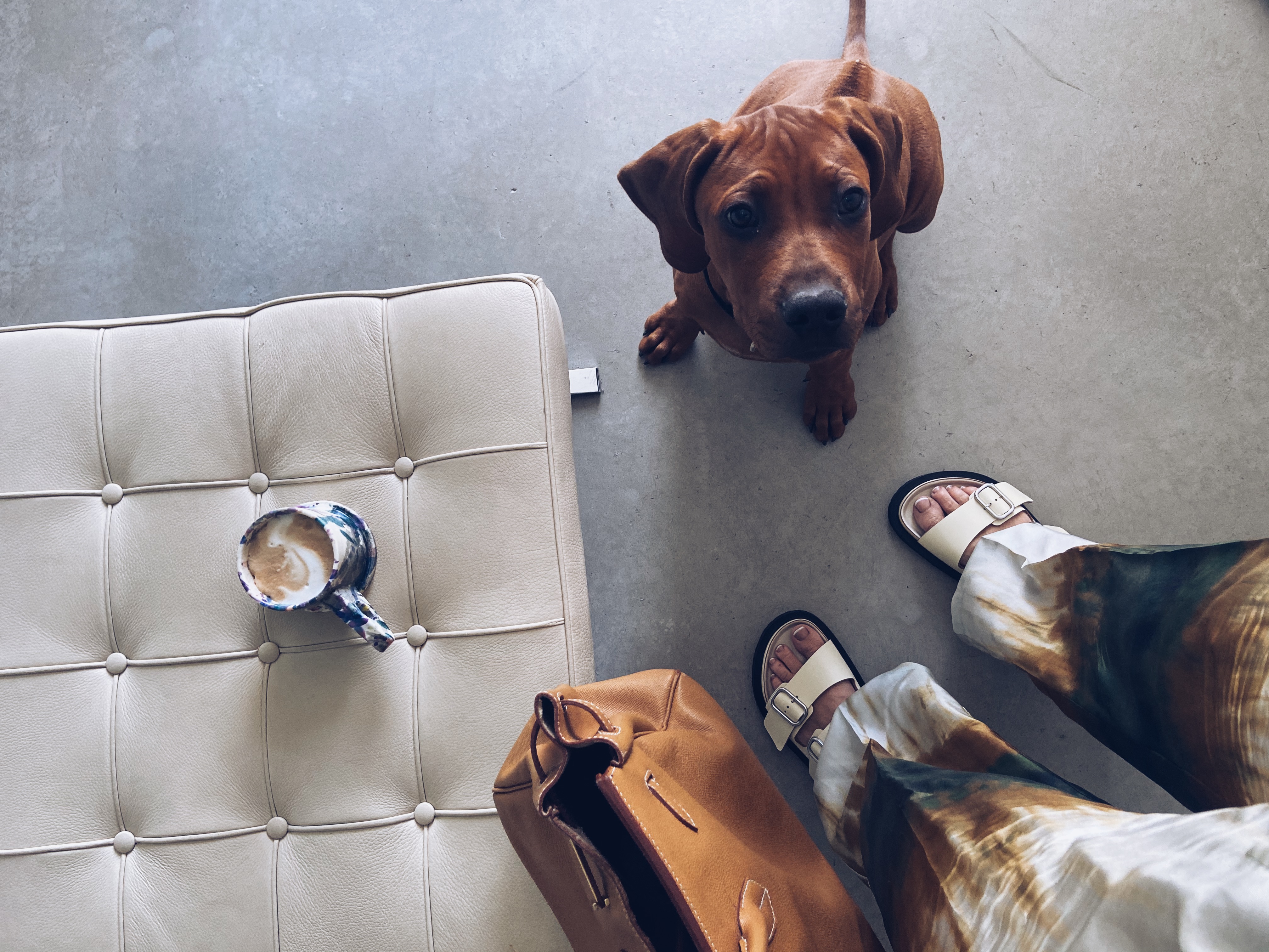rhodesian ridgeback Rouven Hund Kaffe Schuhe